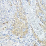 Immunohistochemistry - Anti-NOD1 Antibody (A13404) - Antibodies.com