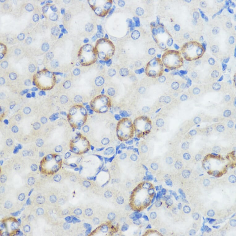 Immunohistochemistry - Anti-NOD1 Antibody (A13404) - Antibodies.com