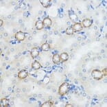 Immunohistochemistry - Anti-NOD1 Antibody (A13404) - Antibodies.com