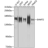 Western Blot - Anti-EHMT2/G9A Antibody (A13405) - Antibodies.com