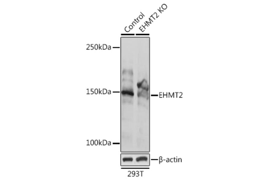 Western Blot - Anti-EHMT2/G9A Antibody (A13405) - Antibodies.com