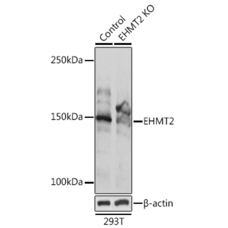 Western Blot - Anti-EHMT2/G9A Antibody (A13405) - Antibodies.com