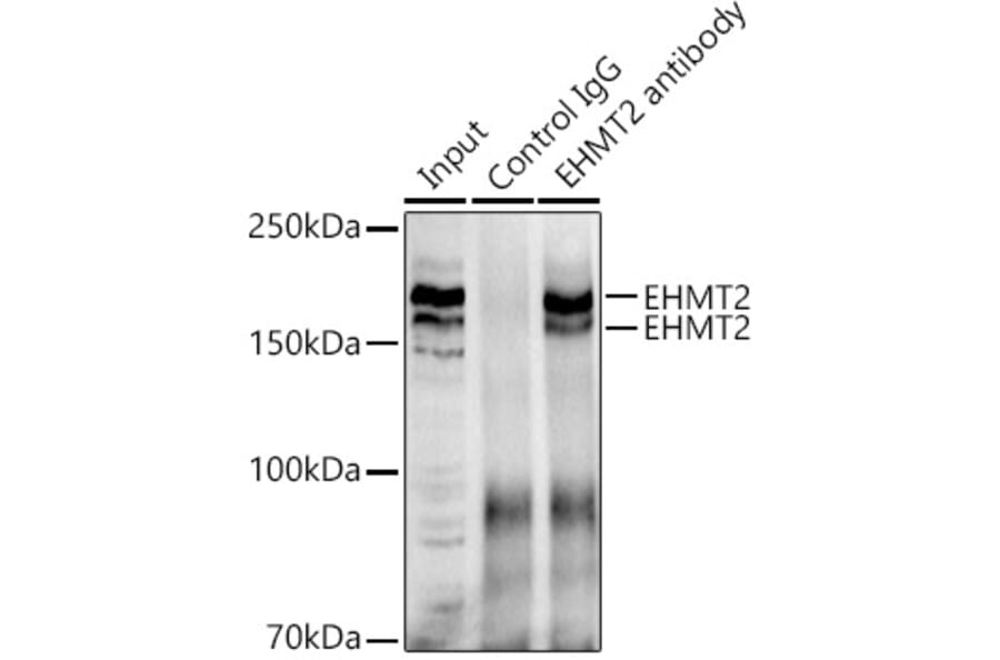 Western Blot - Anti-EHMT2/G9A Antibody (A13405) - Antibodies.com