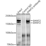 Western Blot - Anti-EHMT2/G9A Antibody (A13405) - Antibodies.com