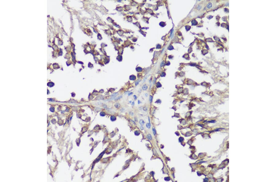 Immunohistochemistry - Anti-VAMP2 Antibody (A13407) - Antibodies.com