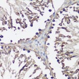 Immunohistochemistry - Anti-VAMP2 Antibody (A13407) - Antibodies.com