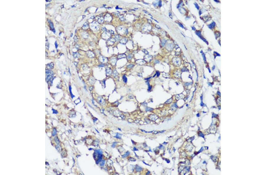 Immunohistochemistry - Anti-VAMP2 Antibody (A13407) - Antibodies.com