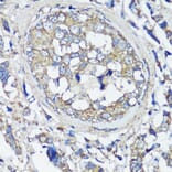 Immunohistochemistry - Anti-VAMP2 Antibody (A13407) - Antibodies.com
