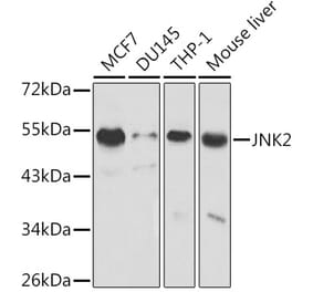 Western Blot - Anti-JNK2 Antibody (A13408) - Antibodies.com