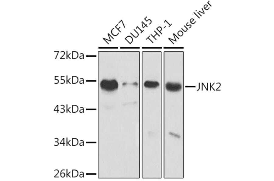 Western Blot - Anti-JNK2 Antibody (A13408) - Antibodies.com