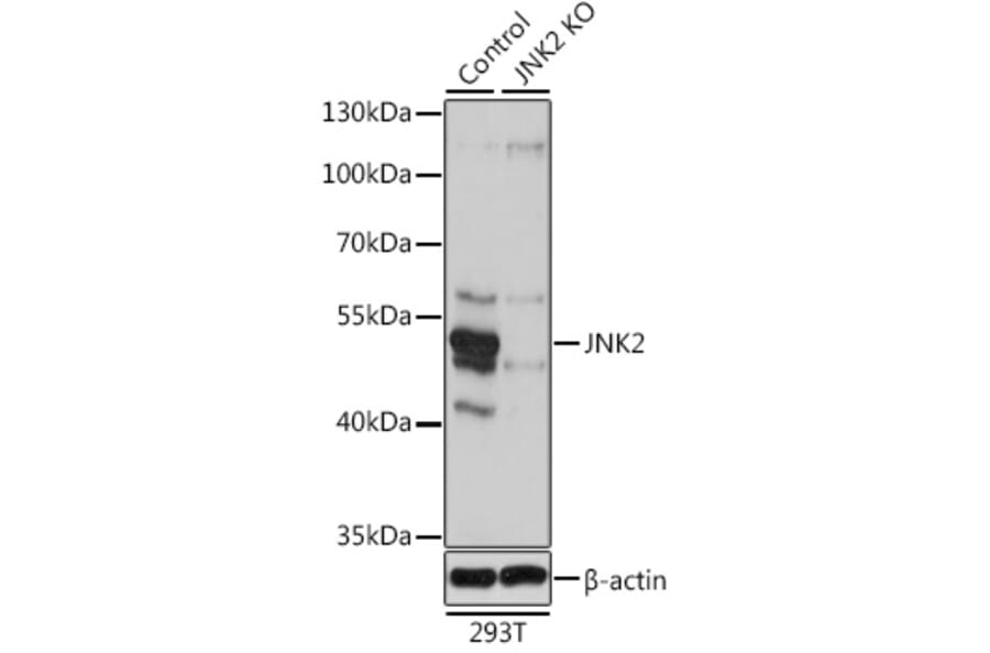 Western Blot - Anti-JNK2 Antibody (A13408) - Antibodies.com
