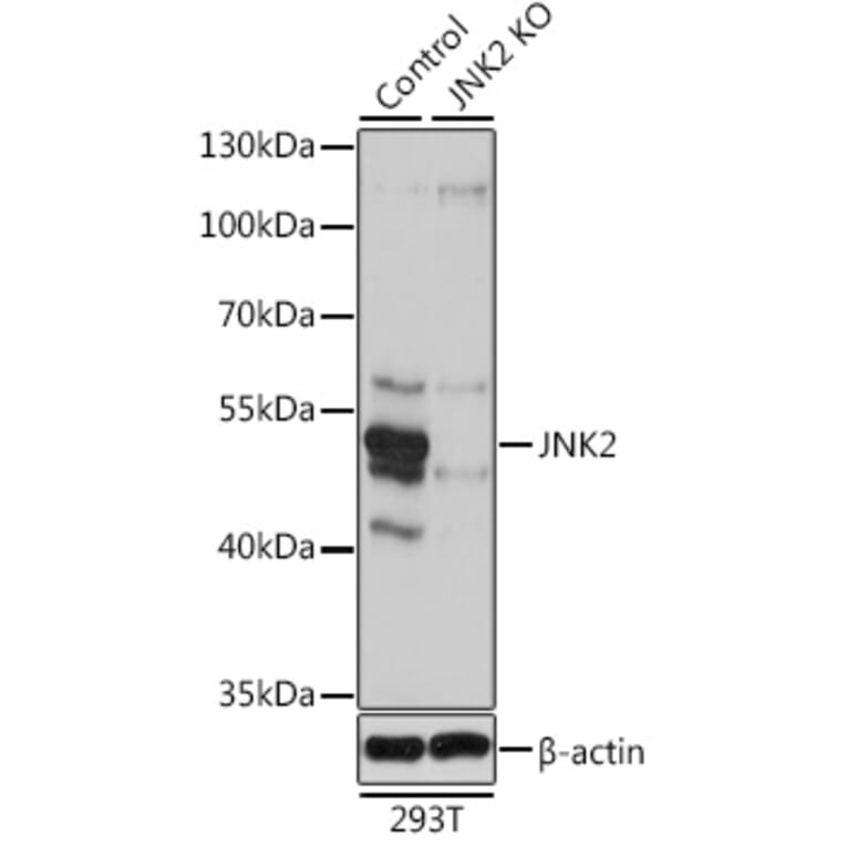 Western Blot - Anti-JNK2 Antibody (A13408) - Antibodies.com