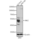 Western Blot - Anti-JNK2 Antibody (A13408) - Antibodies.com