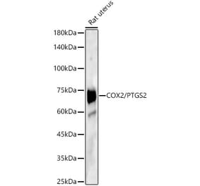 Western Blot - Anti-COX2 Antibody (A13409) - Antibodies.com