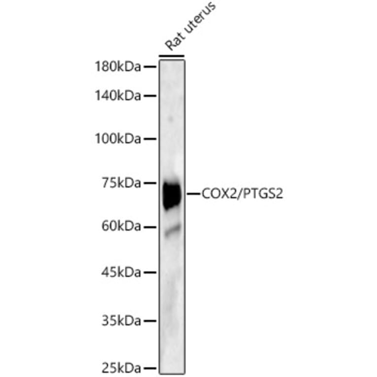 Western Blot - Anti-COX2 Antibody (A13409) - Antibodies.com