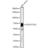 Western Blot - Anti-COX2 Antibody (A13409) - Antibodies.com