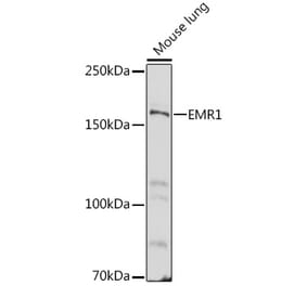 Western Blot - Anti-F4/80 Antibody (A13412) - Antibodies.com