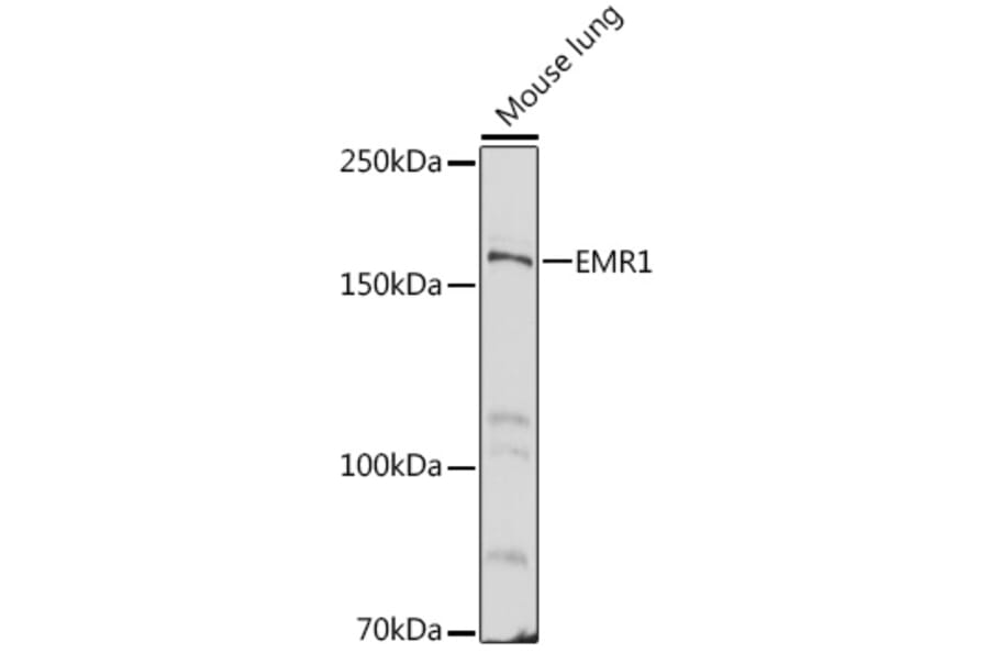 Western Blot - Anti-F4/80 Antibody (A13412) - Antibodies.com