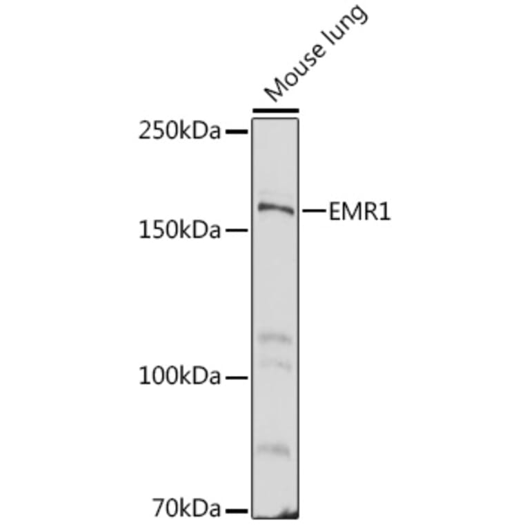 Western Blot - Anti-F4/80 Antibody (A13412) - Antibodies.com