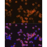 Immunofluorescence - Anti-F4/80 Antibody (A13412) - Antibodies.com