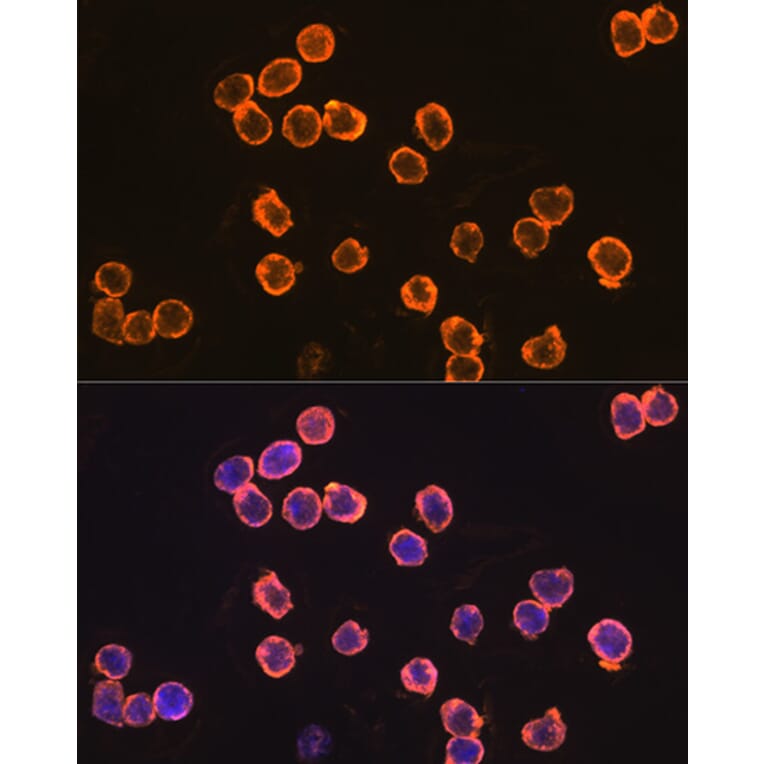 Immunofluorescence - Anti-F4/80 Antibody (A13412) - Antibodies.com