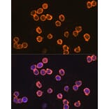 Immunofluorescence - Anti-F4/80 Antibody (A13412) - Antibodies.com