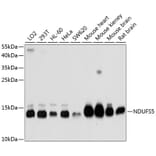 Western Blot - Anti-NDUFS5 Antibody (A1265) - Antibodies.com