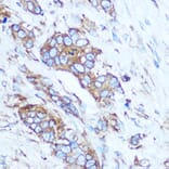 Immunohistochemistry - Anti-GSTT1 Antibody (A13420) - Antibodies.com