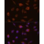 Immunofluorescence - Anti-GSTT1 Antibody (A13420) - Antibodies.com