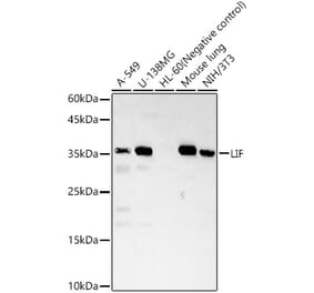 Western Blot - Anti-LIF Antibody (A13421) - Antibodies.com
