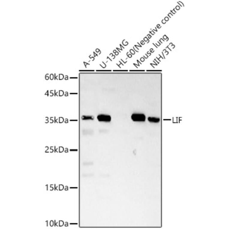 Western Blot - Anti-LIF Antibody (A13421) - Antibodies.com