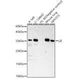 Western Blot - Anti-LIF Antibody (A13421) - Antibodies.com