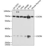 Western Blot - Anti-CXCR4 Antibody (A13424) - Antibodies.com