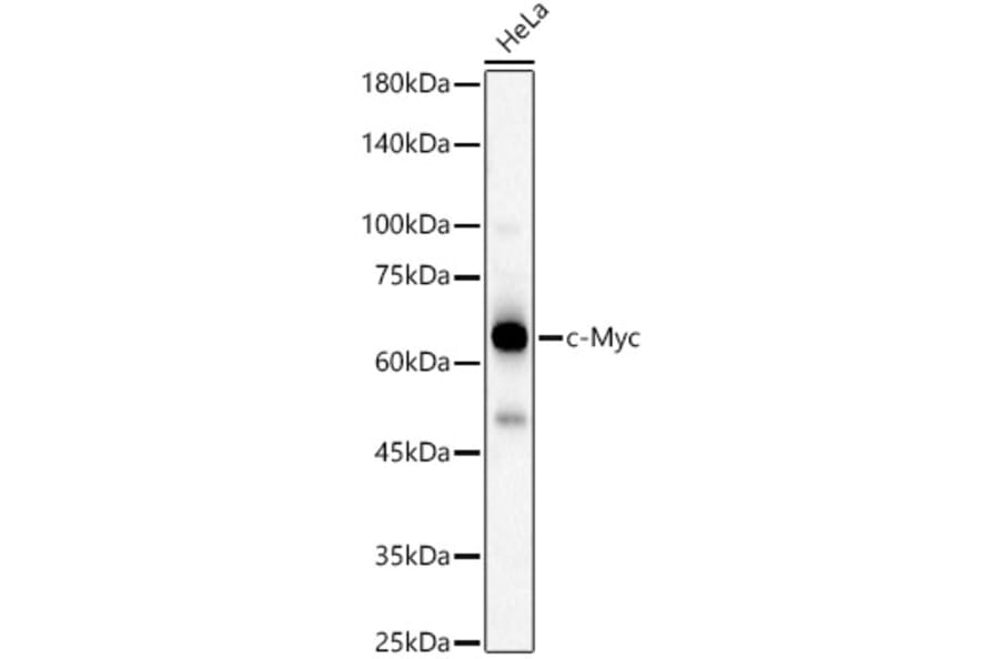 Western Blot - Anti-c-Myc Antibody (A13427) - Antibodies.com