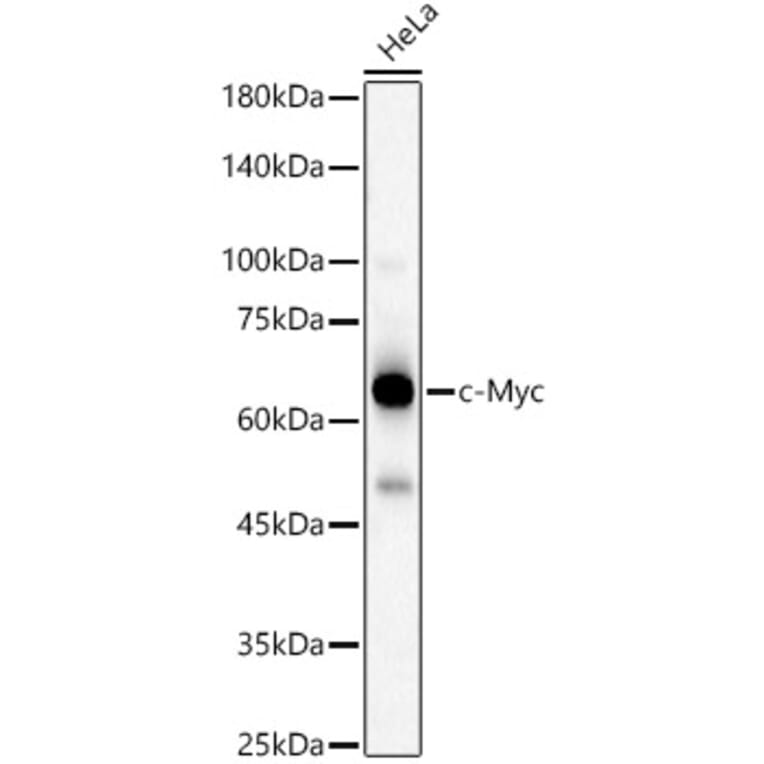 Western Blot - Anti-c-Myc Antibody (A13427) - Antibodies.com