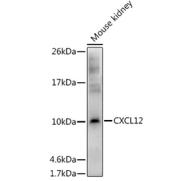 Western Blot - Anti-SDF1 Antibody (A13428) - Antibodies.com