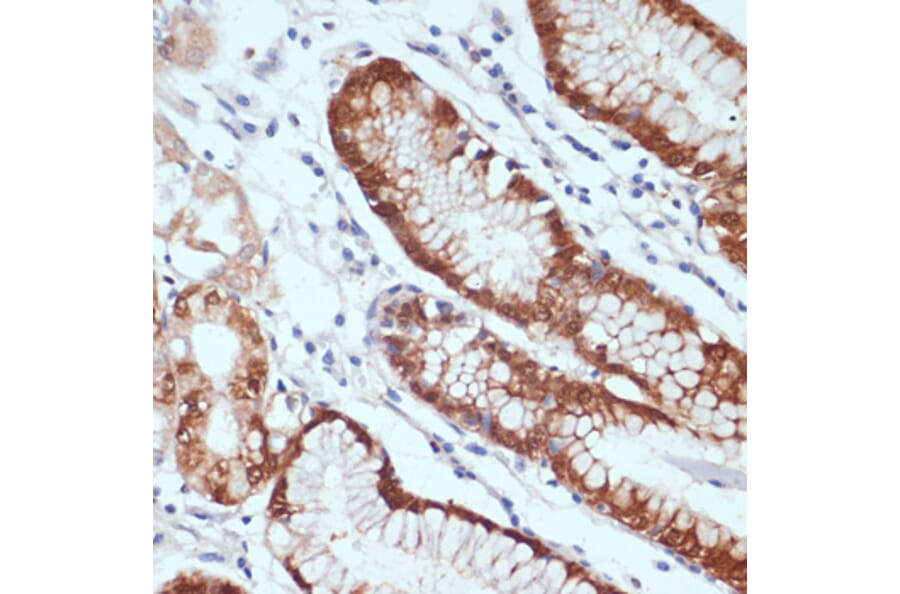 Immunohistochemistry - Anti-SDF1 Antibody (A13428) - Antibodies.com