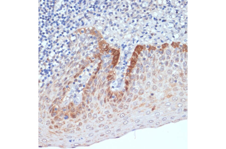 Immunohistochemistry - Anti-SDF1 Antibody (A13428) - Antibodies.com