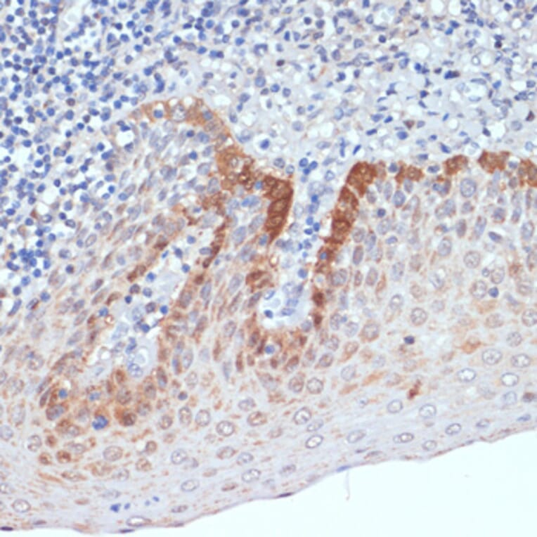 Immunohistochemistry - Anti-SDF1 Antibody (A13428) - Antibodies.com