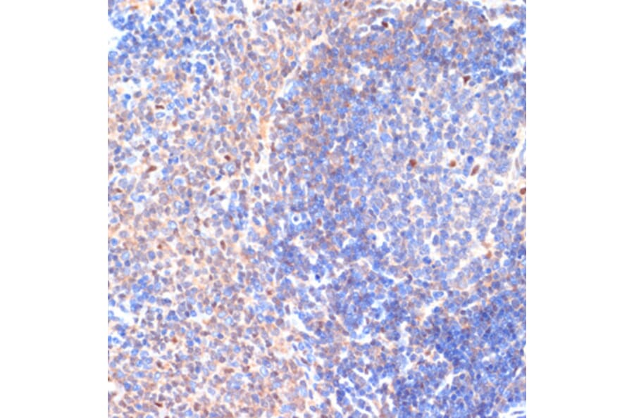 Immunohistochemistry - Anti-SDF1 Antibody (A13428) - Antibodies.com