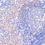 Immunohistochemistry - Anti-SDF1 Antibody (A13428) - Antibodies.com