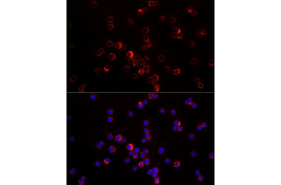 Immunofluorescence - Anti-SDF1 Antibody (A13428) - Antibodies.com