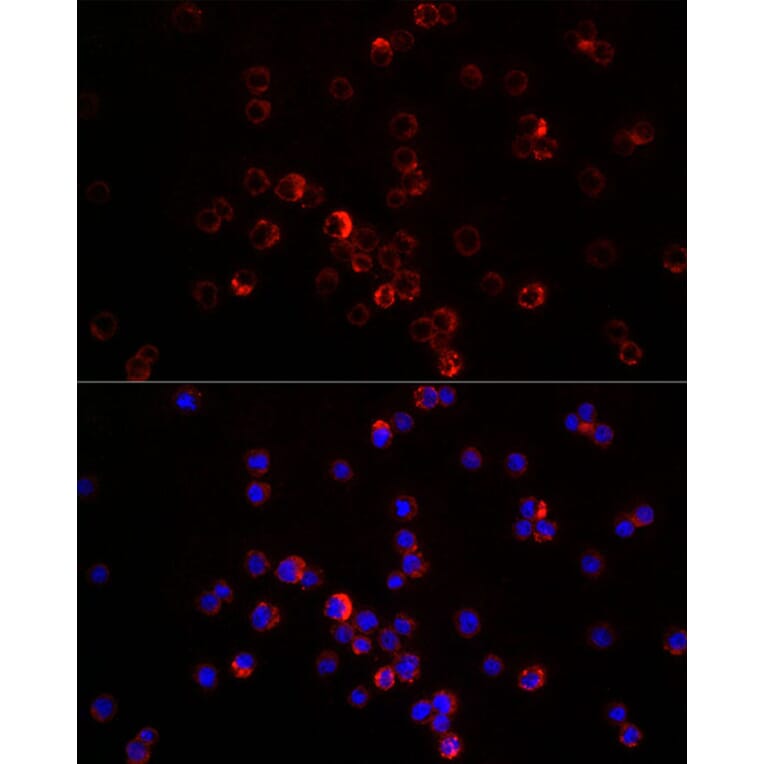 Immunofluorescence - Anti-SDF1 Antibody (A13428) - Antibodies.com