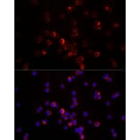 Immunofluorescence - Anti-SDF1 Antibody (A13428) - Antibodies.com