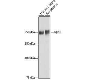 Western Blot - Anti-Apolipoprotein B Antibody (A13429) - Antibodies.com