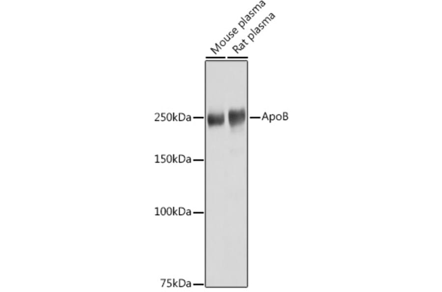 Western Blot - Anti-Apolipoprotein B Antibody (A13429) - Antibodies.com