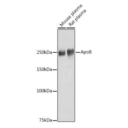 Western Blot - Anti-Apolipoprotein B Antibody (A13429) - Antibodies.com