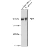 Western Blot - Anti-Apolipoprotein B Antibody (A13429) - Antibodies.com