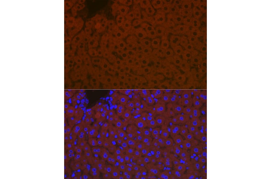 Immunofluorescence - Anti-Apolipoprotein B Antibody (A13429) - Antibodies.com