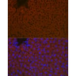 Immunofluorescence - Anti-Apolipoprotein B Antibody (A13429) - Antibodies.com